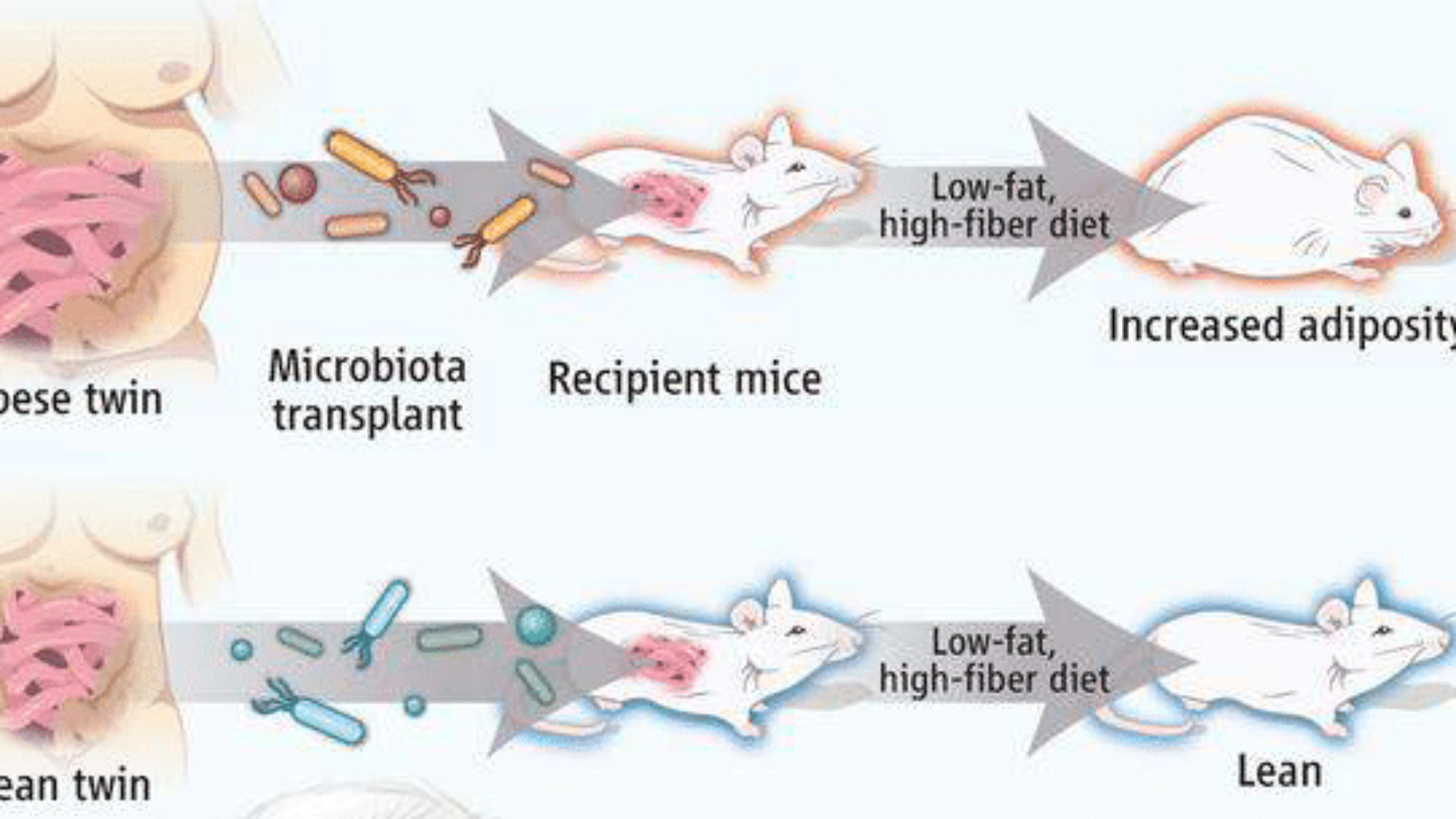 Topi-microbiota